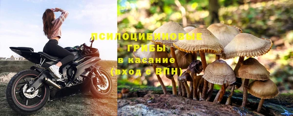 индика Аркадак